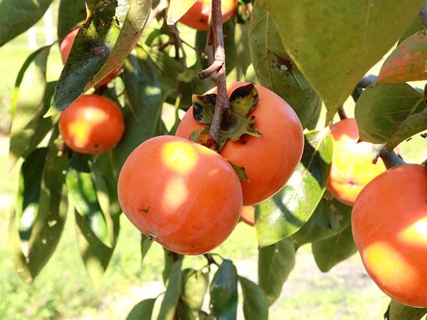 ■【茨城】茨城十色★ダブル新登場!錦秋絶佳の庭園「最勝寺」×紅葉ライトアップ「筑波山ケーブルカー」に秋の味覚柿狩り食べ放題!茨城グルメ≪常陸牛焼肉弁当≫付き♪3